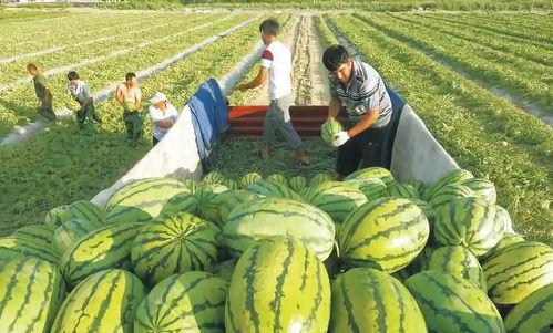 少安吃瓜图片,揭秘娱乐圈幕后风云