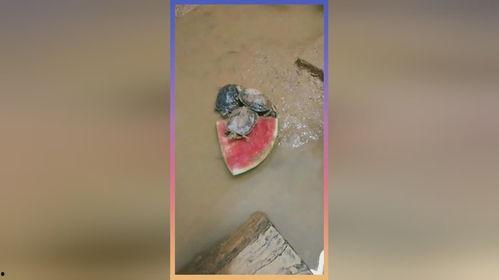 小乌龟吃鸡瓜,小乌龟的鸡瓜美食之旅