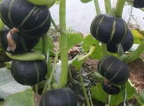 白板栗瓜怎么吃,白板栗瓜的多彩食法探索