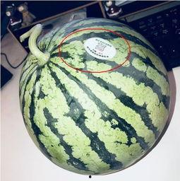 上高网红吃瓜,揭秘背后真相与网络舆论风暴