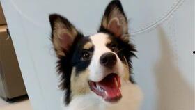 狗在家吃瓜,家的温馨瞬间