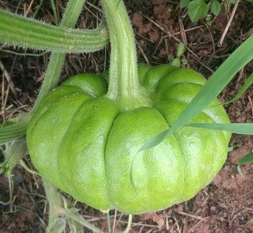 种什么瓜吃生姜,种什么瓜，吃生姜的智慧农业探索