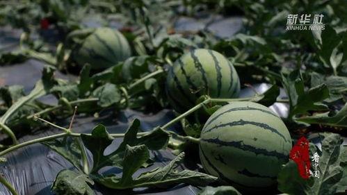 山东邹城老头吃瓜,邹城老人瓜田乐享田园生活