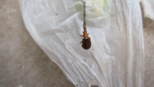 吃瓜叶的虫子,探究那些吞噬瓜叶的神秘生物