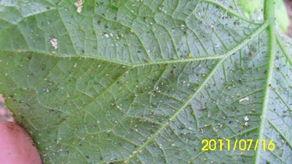 吃瓜叶的虫子,探究那些吞噬瓜叶的神秘生物